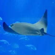 ゆきんこの画像