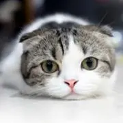 ますの画像