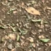 spの画像