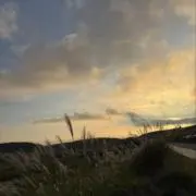 ドールの画像