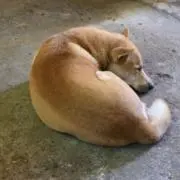 暮旅の画像