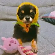 Jet