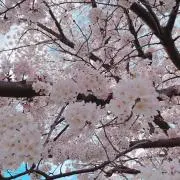 あじの画像