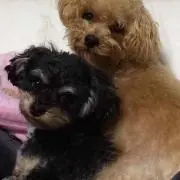 チャモ