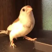 ルイージの画像