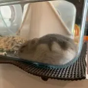 こてての画像