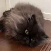 るなの画像