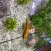 なっぱ