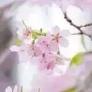 桜の画像