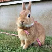 ぴょん吉