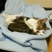 にゃん