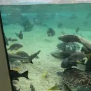 どーの画像