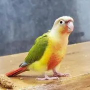 はるちゃんの画像