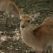 平井の画像