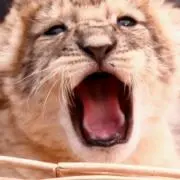 ちぃの画像