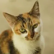 どぐお