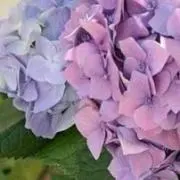 紫陽花の画像