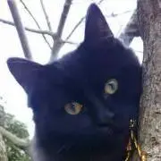 茘枝の画像