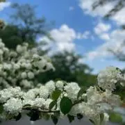 shiroの画像