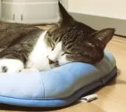 ゆわ