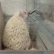 ハリネズミ大好きの画像
