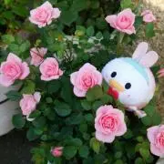 ピヨRose