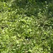 ハピネス【購入前プロフ必読】の画像