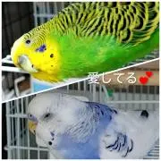 鳥LOVEの画像