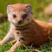 ハンガーラック スチール・木製 ・ブラック ニトリ Nステイン 旧型