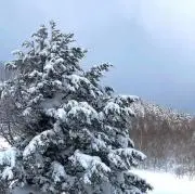 tamoの画像