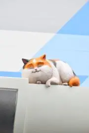 MOGMOGの画像