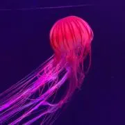 くららららげ