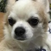 dori
