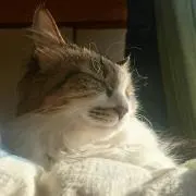さくら