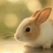 板橋めぐみ
