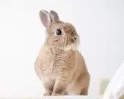 とまとの画像