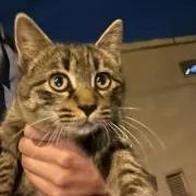 ニコニコ