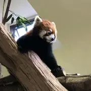 レッサー