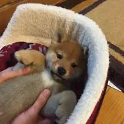 レオンの画像
