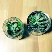 いおり