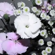 りのの画像