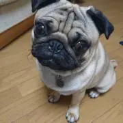 タロ助