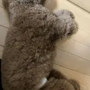 24時間以内発送 ニュータイプチャレンジ スレッタ・マーキュリー