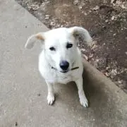 キリの画像