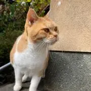 めいの画像