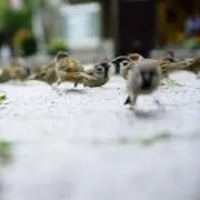 ゆの画像