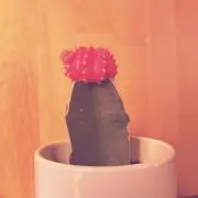pakiの画像
