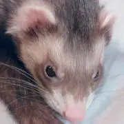 とんび