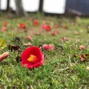 やす