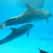 あちきの画像